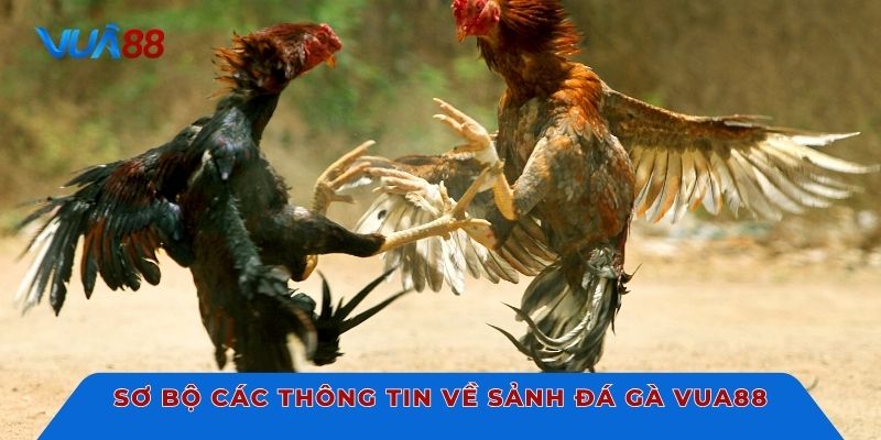 Sơ bộ các thông tin về sảnh đá gà Vua88