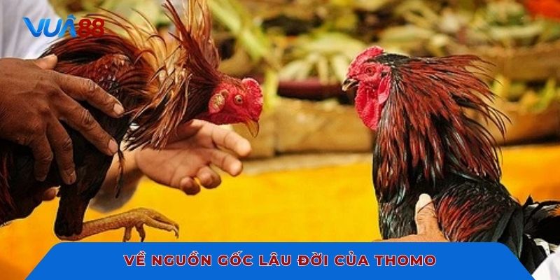 Về nguồn gốc lâu đời của thomo